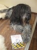 Hundesalon